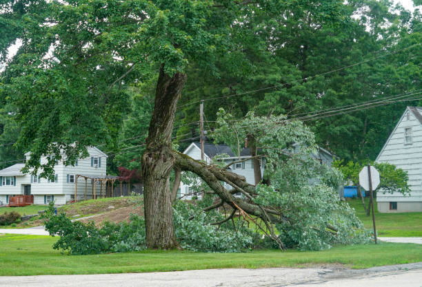 Tree Branch Trimming in Hazleton, PA